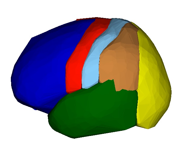 Cortex Target Region